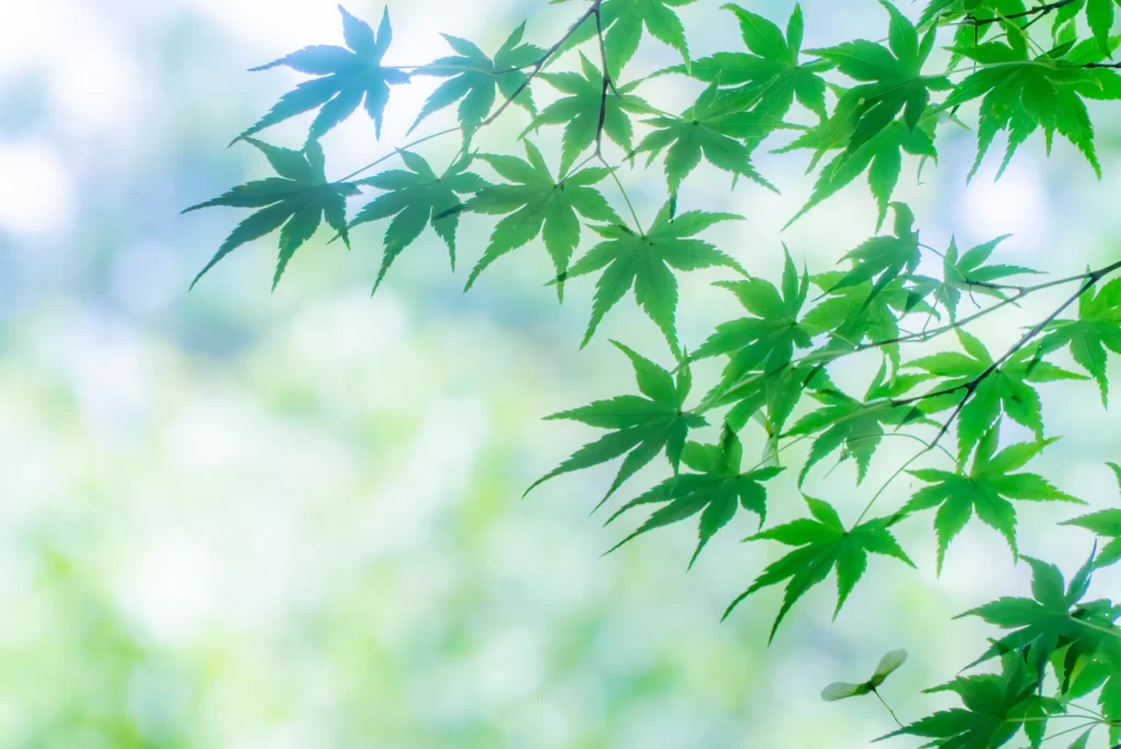 初夏の公園の緑